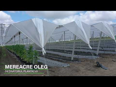 Plantație de zmeură pe șpalieri cu peliculă antiploaie