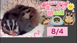 フクロモモンガのまったり朝配信🐿政治界隈の日常に小さな癒やしをお届け中 #フクロモモンガ