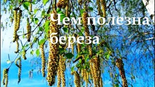 Тетерева клевали березовые почки разбор предложения