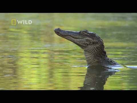 Zobacz prawdziwego mistrza podstępu wśród aligatorów! [Największe parki narodowe Ameryki]