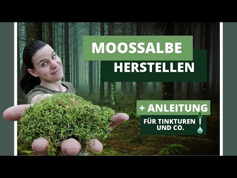 Outdoor | Moos das Grüne Wunder aus dem Wald