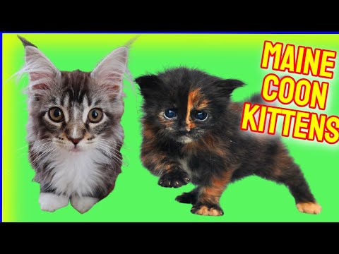 Maine Coon Kittens 🙀 Cute Maine Coon Kittens Video 👀 Maine Coon