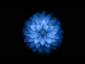 Craig Pruess - Opening Flower