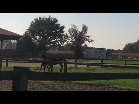 ** For Princess **  SF von For Final