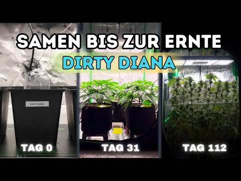 Mein kompletter Grow im 90×90 Setup - Dirty Diana