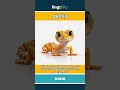 gecko - a small lizard with sticky,... video thumbnail
