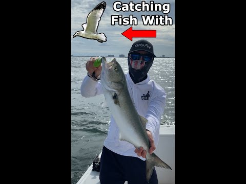 Using Birds to Catch Big Fish