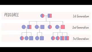 Heredity Part 2: Pedigrees and Evolution