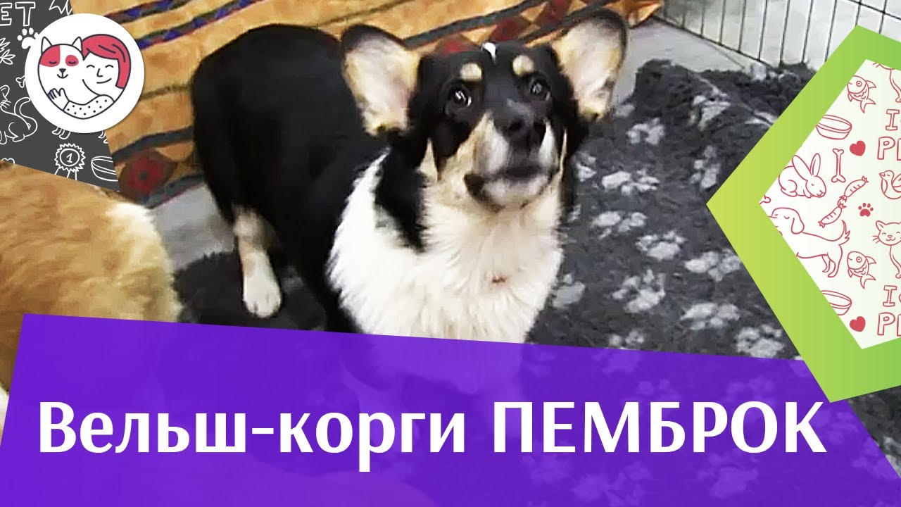 Вельш корги пемброк на ilikepet