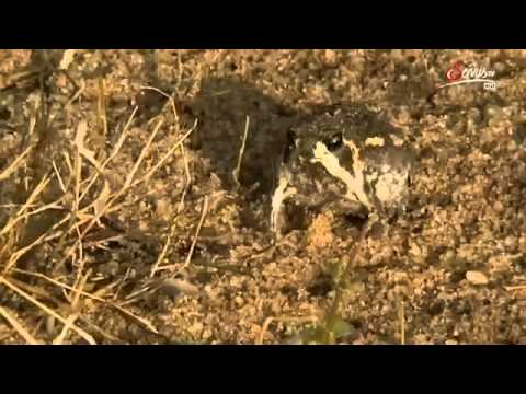 Die größten Flüsse Afrikas | DOKU 2015 [German]