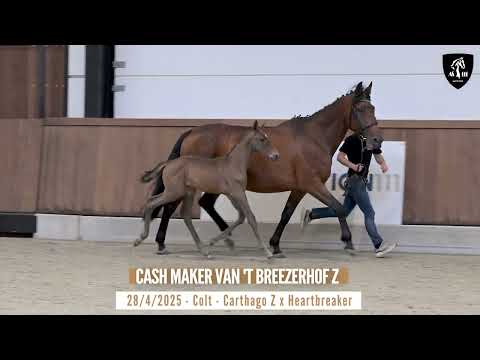 CASH MAKER VAN 'T BREEZERHOF Z
