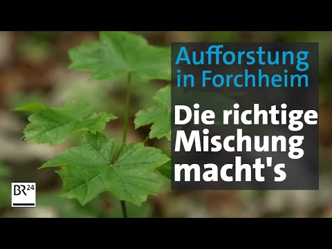 Mehlbeere und Esskastanien machen den Wald fit für die Zukunft I BR24