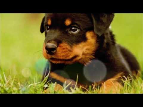 Viresh chavan dog rotviller