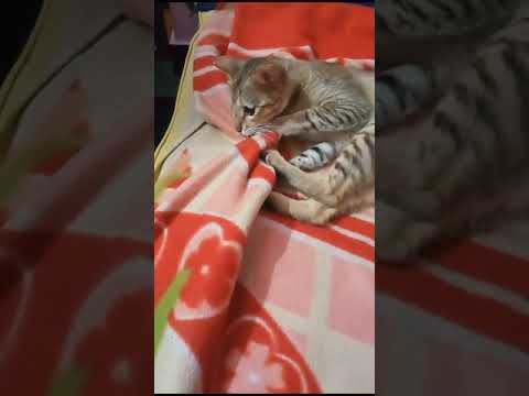 Funny Cat- Chanti