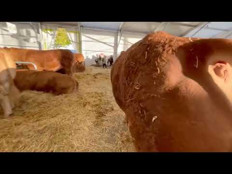 Prezentare rasa Limousine