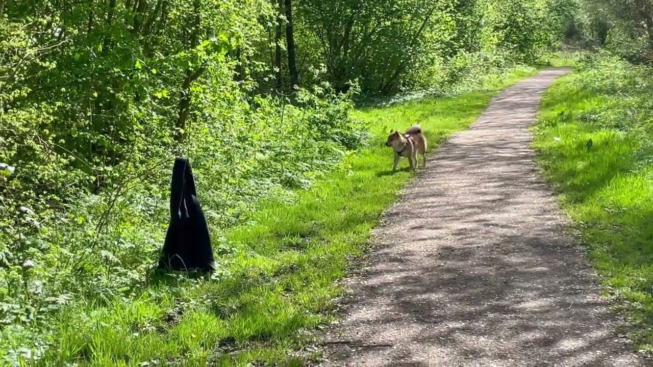 Shiro Episode #1 - Hello World. Story of a Shiba Inu