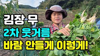 김장무 솎아주는 방법 바람 안들어가게 이렇게 해주세요