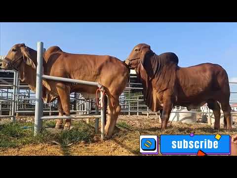 Cows - Natural Animals Breeding, Bull \u0026 Cow - Bull Mating-Cow Meeting-Cow Videos