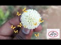 Poova Poova Poove Whatsapp Status