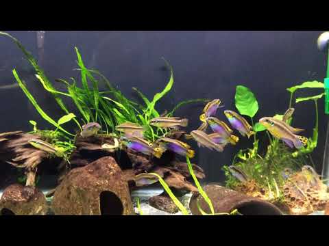 Pelvicachromis pruhovaný (Pelvicachromis taeniatus) — species profil, akvárium a starostlivosť