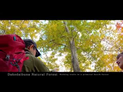 Shirakami-Sanchi＜Autumn journey with views of beautifully colored leaves＞