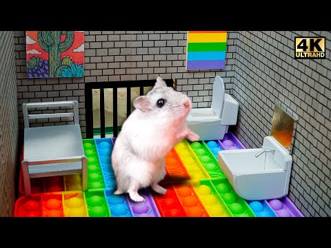 Hamster Pop It Maze - Pop It Challenge In Real Life DIY Hamster Maze Colorful Ball Pool