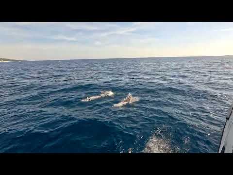 Delfine in der Adria vor der Insel Krk Kroatien