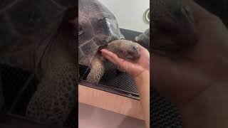 Download lagu Berliana Lovel,Nita Gunawan,Siva Aprilia,Aril Tatum, Dj Joice, Maria Vania, Bikin Otak Travelling mp3