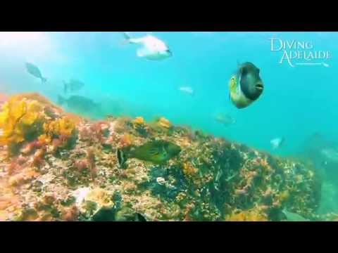 Port Noarlunga Reef Scuba Dive - Southern Shallows (Diving Adelaide)