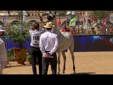 N.118 ES SARAB - MENTON 2017 - Stallions 4 to 6 years old (Class 9)