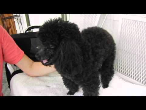 Flynnie, an adopted Poodle in Houston, TX_image-1