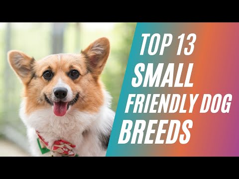 Top 13 Small Friendly Dog Breeds That Stay Small For Pets