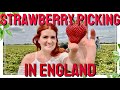 Strawberry Picking | SUNNY DAY IN ENGLAND | Strawberries Are In Season