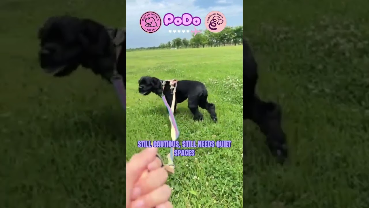 Enlarge PoDo, a Adoptable Cocker Spaniel in South San Francisco, CA video 4/4