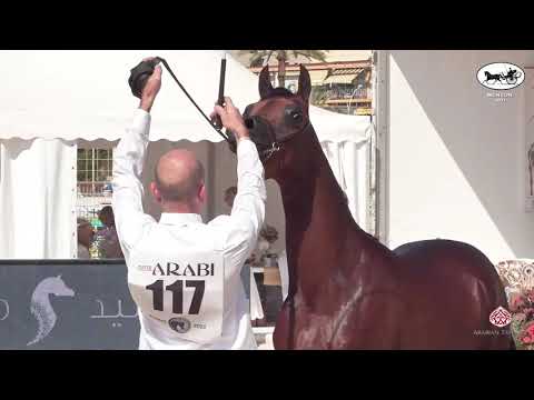 N 117 AG NOBEL RAFFE   Mediterranean and Arab Countries AHC   Menton 2021   Yearling Colts Class 6B