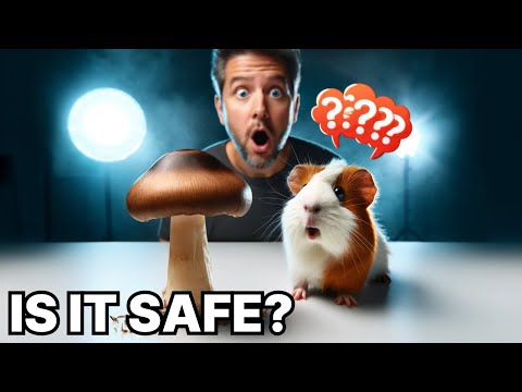 Can guinea pigs eat mushrooms?