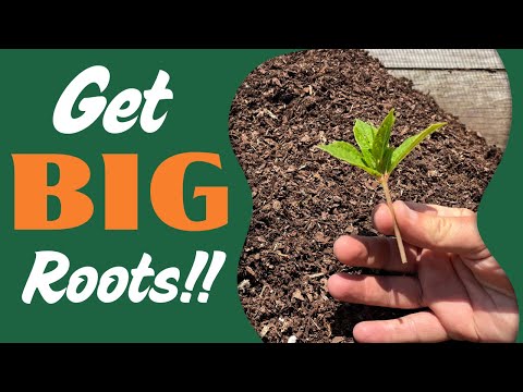 Perfekte Vermehrung! So vermehren Sie die „Pink Diamond“ Paniculata Hortensie