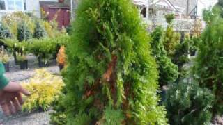 Are these trees dying Why do arborvitae turn yellow?