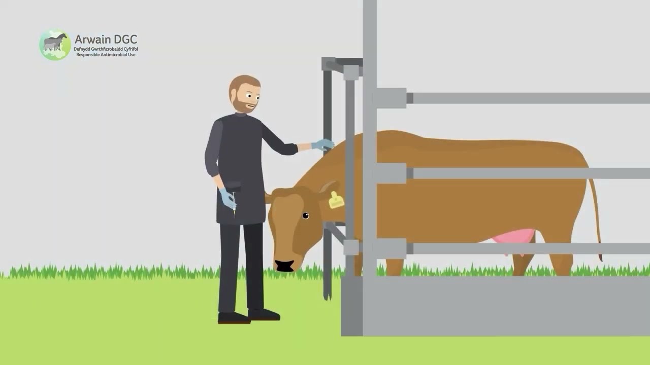 How can we fight antibiotic resistance in animals?