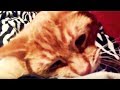 Surprise Scary Tabby Cat Attack Video