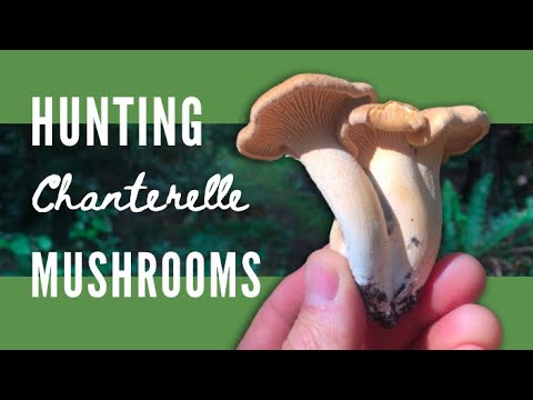 Chanterelle Mushroom Hunting, Harvesting, Foraging and Cooking