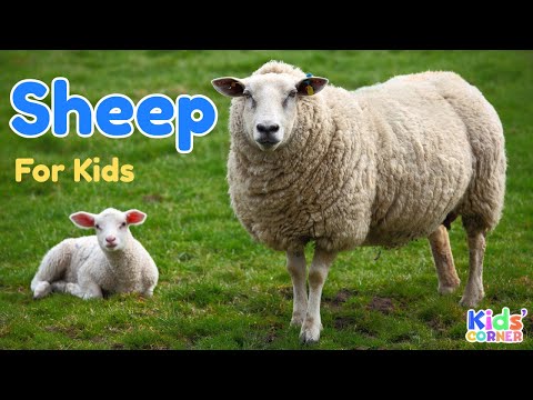 Sheep for Kids | Facts About Sheep | Learn About Sheep | Animals For Kids