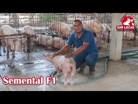 , title : 'Cerdo reproductor F1 | Características y beneficios en la producción porcícola | Granja San Lucas'