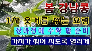[텃밭농부 1,425]  봄 강낭콩 가지가 찢어지게 열도록 1차 웃거름 주는 요령 #강낭콩재배