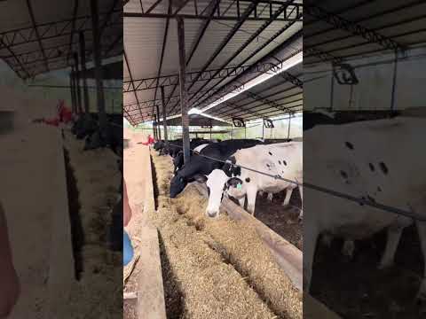 Fazenda Leiteira – Turvolandia - MG - Produção de Até 3.000 Litros/Dia – 52 Hectares