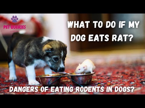 What to do if my dog eats rat? | What are the dangers of eating rodents in dogs? | #petqueries