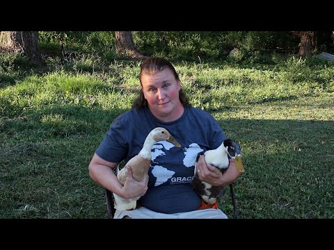 How Can I Tell If A Duck is Male or Female?