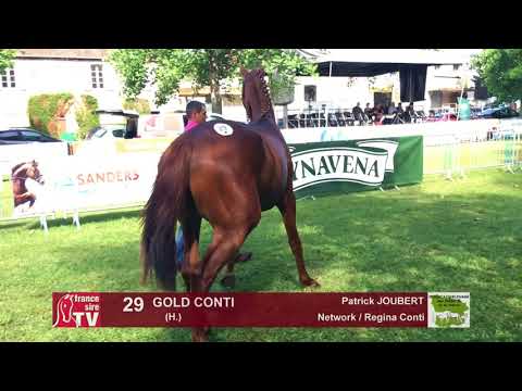 Sprinter Sacré Show 2018 : Lot 29 - GOLD CONTI