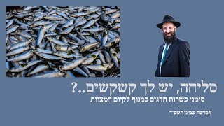 אם יש לך קשקשים, יש לך סנפיר!