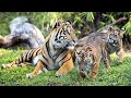 Montage Of Baby Animals Born At Disney S Animal Kingdom Including Tigers Giraffes Gorillas Zebras